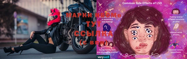прущие грибы Аркадак